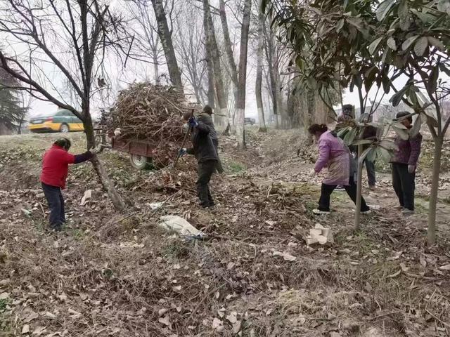 宝鸡眉县槐芽镇开展重点道路绿化苗木清洁管护行动
