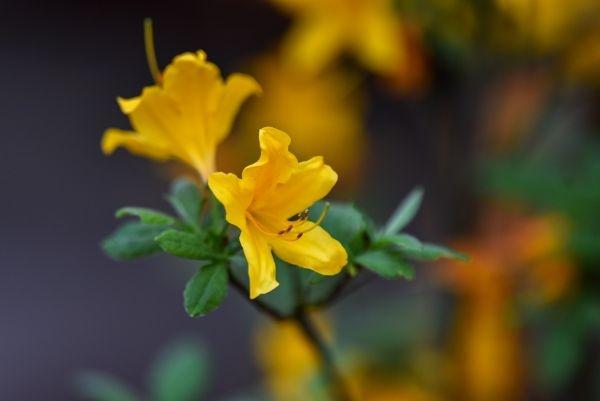 武汉“春赏花”切入杜鹃花海频道