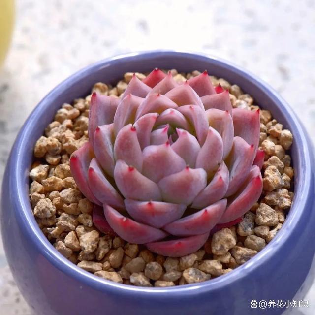花卉种植的秘密武器：选择合适花盆培养健康花朵的关键！