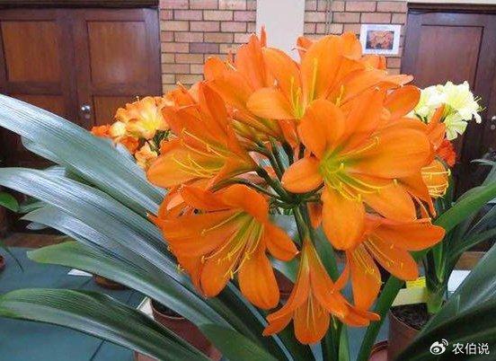 养花的新手要注意，家里这5个地方不能放花，稍不留意就养死了