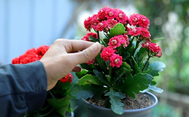 长寿花是否有毒？
