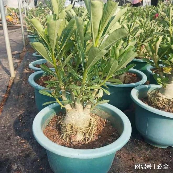 养好沙漠玫瑰需要注意这些