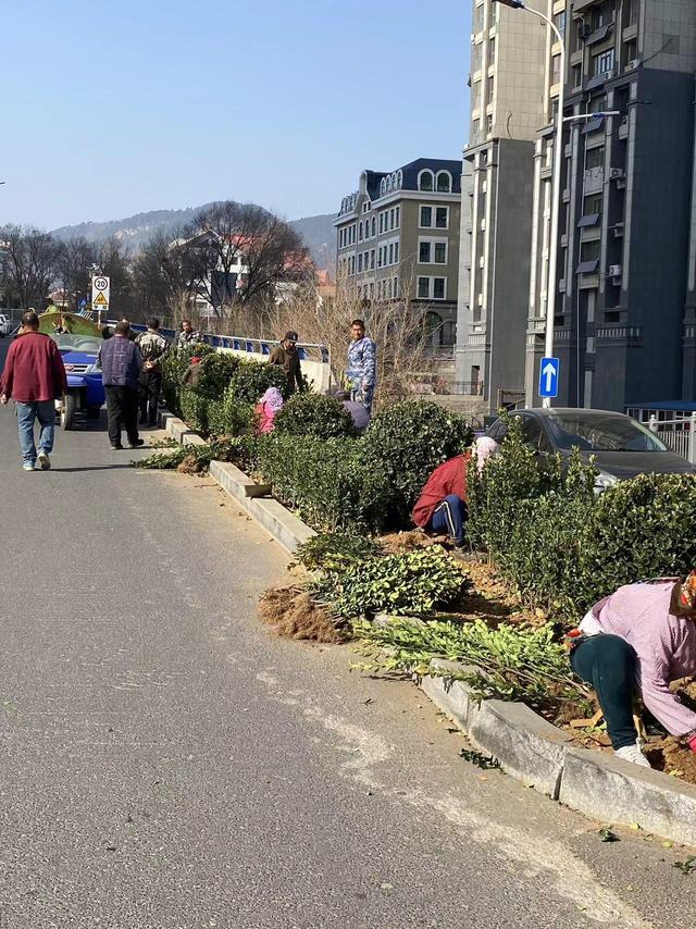 黄海路街道：全域清扫靓底色，绿化补种靓颜值