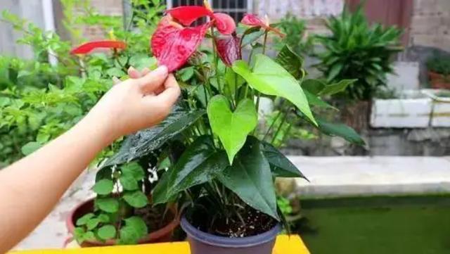 温度高，8种花再旱也“不能喷水”，不是唬人，都是花钱买的教训