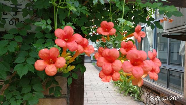 家乡美景风光秀：衡阳市南湖公园凌霄花绚丽绽放，灿烂夺目