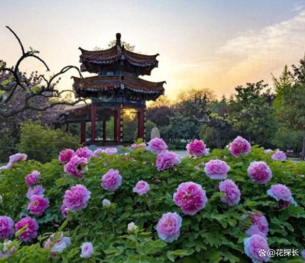 秋冬时节，养这5种花注意了：它们最怕浇水，浇一盆枯一盆