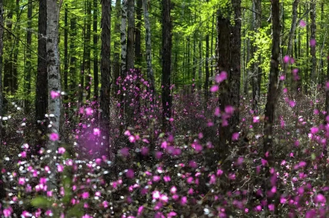 【第十五届阿尔山杜鹃节】杜鹃花：万年火山岩上开出的生命之花！