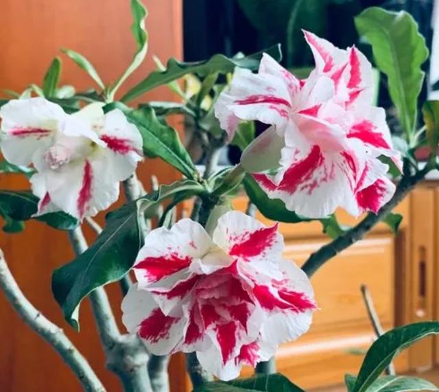 特“怕冷”的9种花，抓紧搬进室内吧，当心冻成“光杆司令”