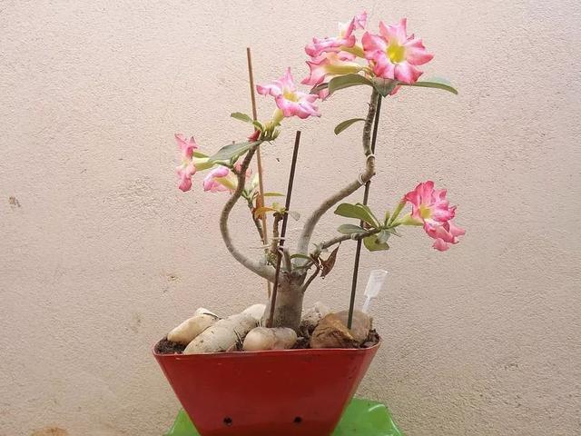 “多光照、多通风、少浇水”，懒养的6种花，满足这3条才能长势旺