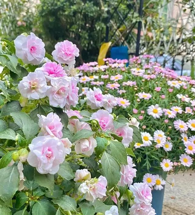 夏天逛花市，3种花“闭眼入”，拿回家就爆花，开到年根底