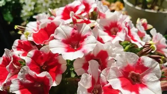 夏天逛花市，3种花“闭眼入”，拿回家就爆花，开到年根底