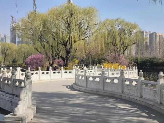 临沂市五洲湖公园绿化景观再提升，这个春天美成这样