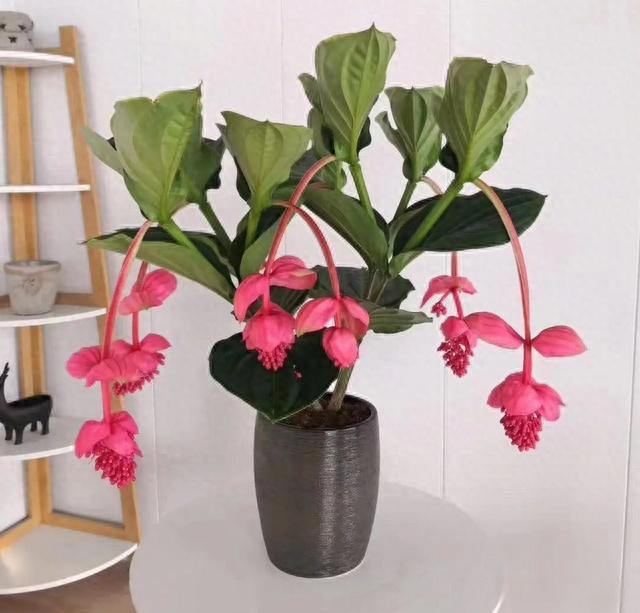 极品宝莲灯，花卉中的优雅王者，想养有品位的花，就种宝莲灯吧