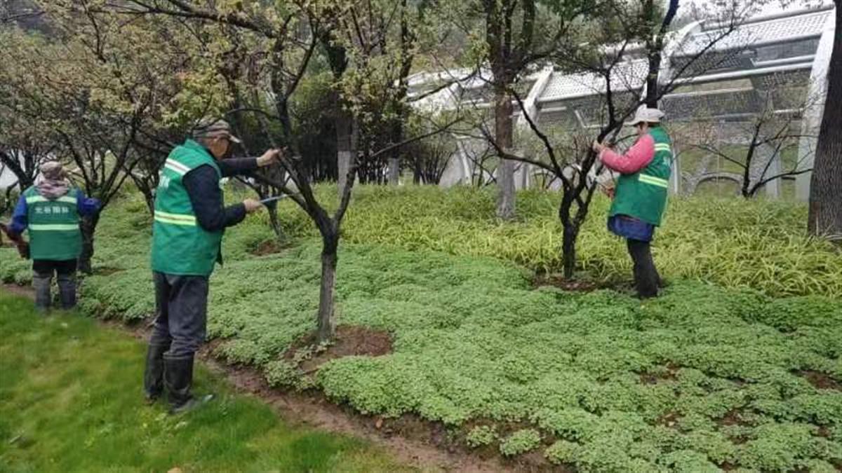 绿化专家“一树一策”呵护“梅花风景线”