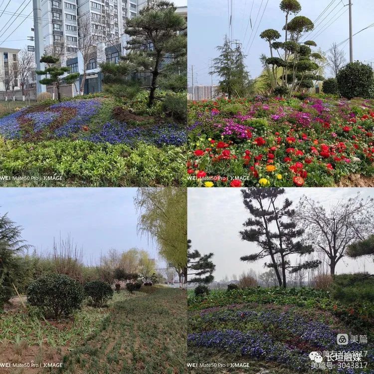 下足”绣花”功夫 彰显城管速度——市城市管理局高效推进巨人大道绿化改造提升工程