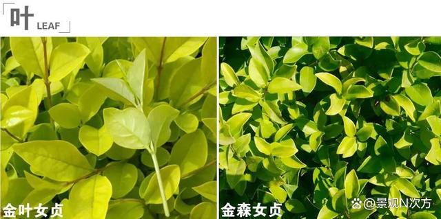 景观绿化中易混淆的植物品种。还在傻傻分不清吗
