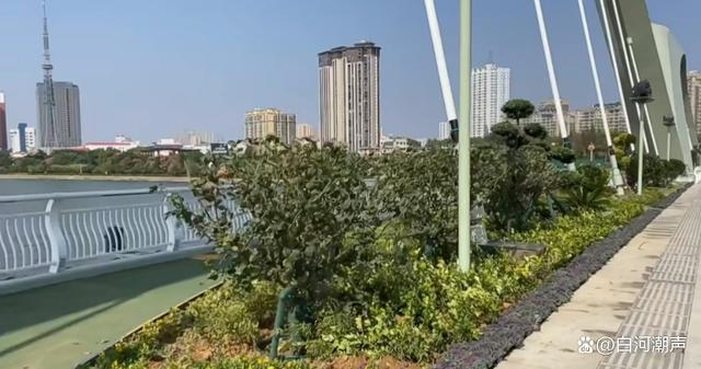 南阳淯阳桥重建：立体绿化呈美景！