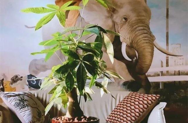 32种花养护大全，新手也能学的会，一年花开好几茬！