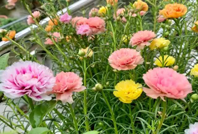 花市探寻：7种花爱不释手，品养千纸鹤，错过唏嘘难挽回