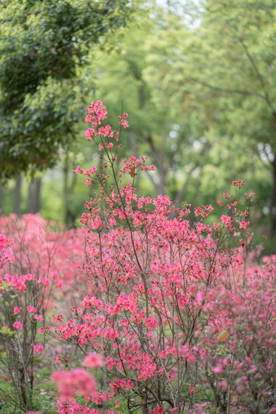 2023上海（国际）花展·滨江杜鹃花展盛装亮相