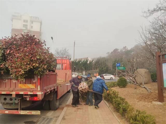 春风催新绿！威海高新区补栽绿化忙