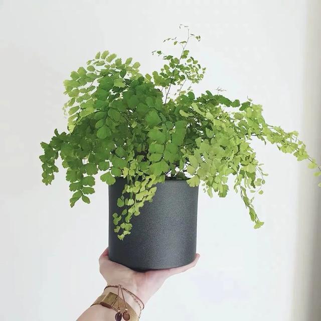 3种喜阴植物，在北阳台养护，少晒太阳，多通风，枝繁叶茂开满花