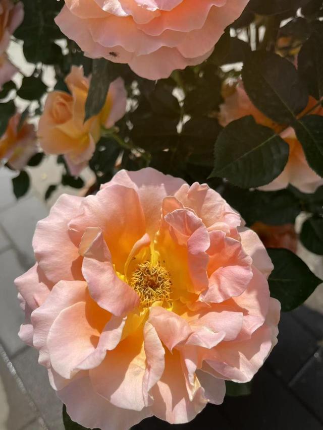 满城芬芳！八大展区绽放迎客，“月季项链”环绕京城