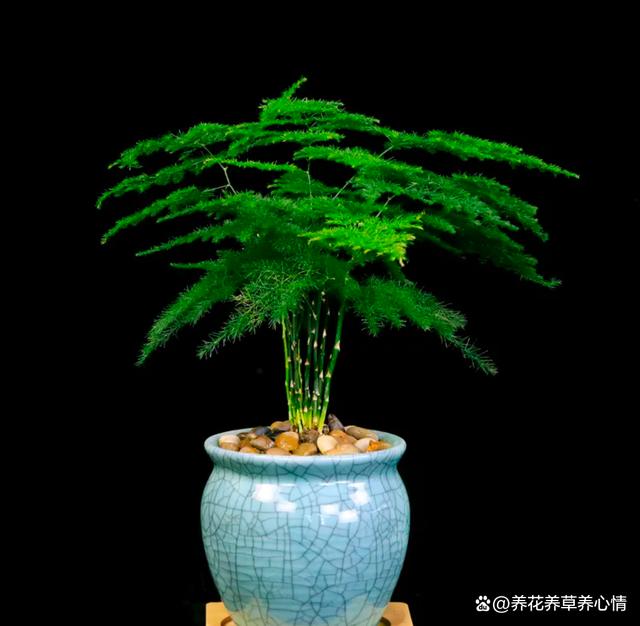 养花8年，发现4种花，真是“买花一时爽，七天花火葬场”