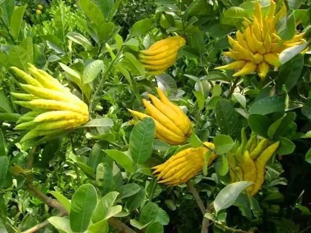 家里养的花别胡乱送人，小心把福气一起送了，损自家，尤其这5种