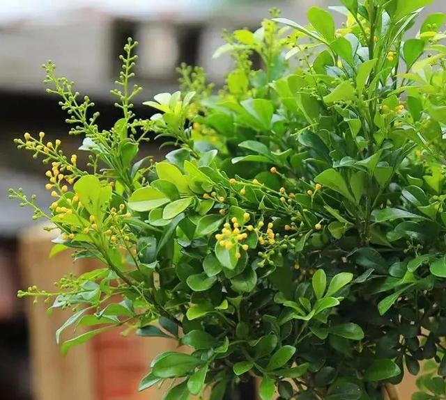 这种花“烟瘾”大，土壤中撒点烟灰，只见花朵不见叶