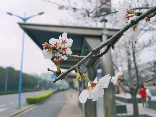 打造四季多彩的道路景观！青浦新增一条上海市绿化特色道路