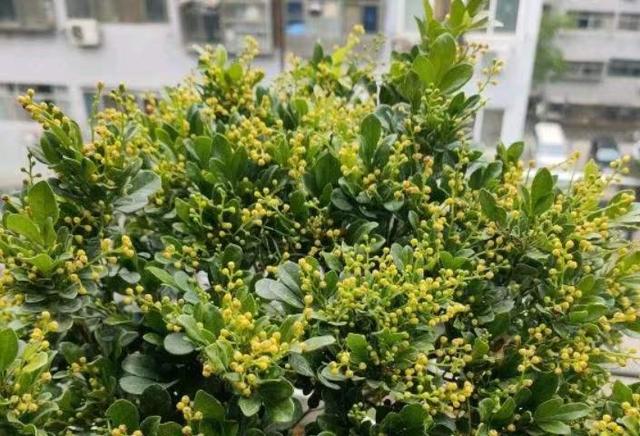 养盆米兰花，开完一茬又一茬，花瓣金黄色，四季都能开花