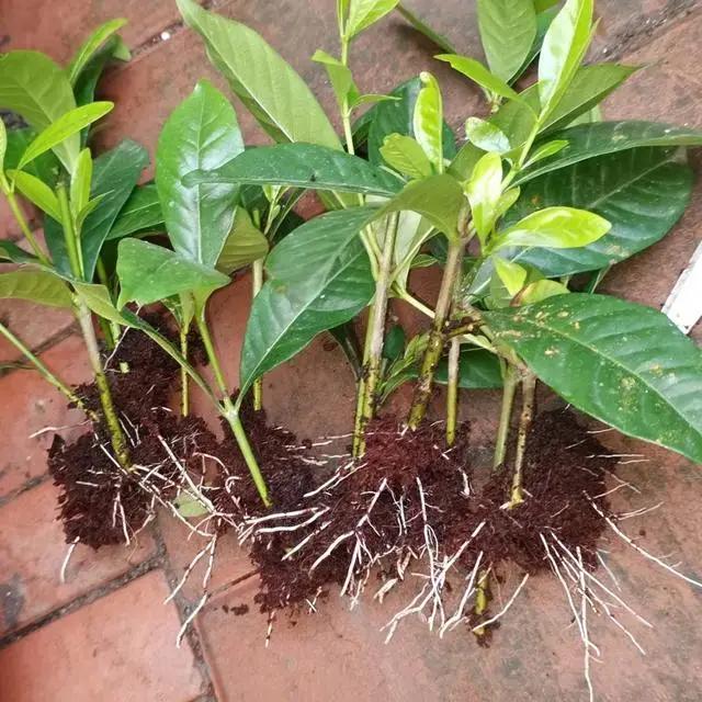 “烂大街”的5种花，很多人还当个“宝”，其实剪个枝就活！