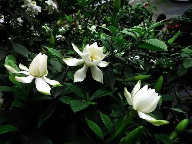 5种花是“酒鬼子”，15天喂一点酒，长势都“刹不住”