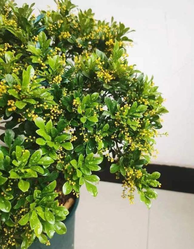 养盆米兰花，开完一茬又一茬，花瓣金黄色，四季都能开花