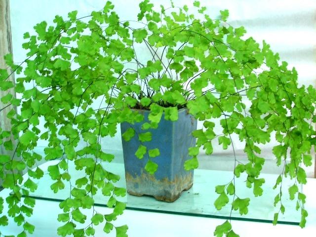 2种花天生怕晒“太阳”，再喜欢也别晒，否则叶黄、不开花
