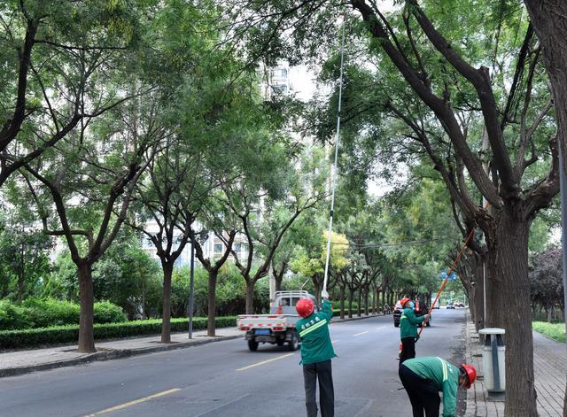 寿光园林建设集团：精细化绿化管护 养出如画秋景