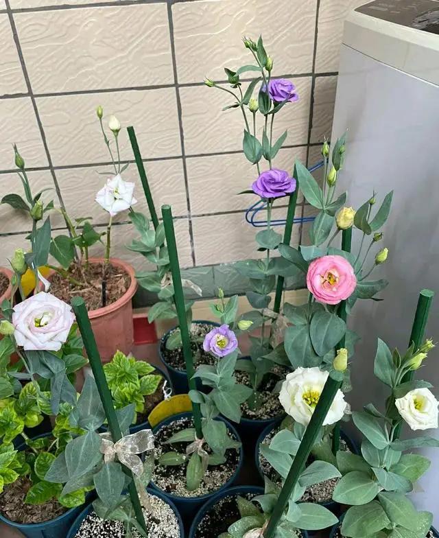 4种花适合阳台养，鲜艳又大气，浇点水就能开爆盆，太漂亮了