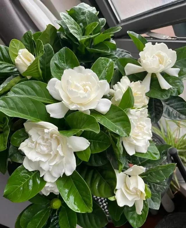 劝你别养这3种花，家里要有赶快扔，老花匠都“上当”了