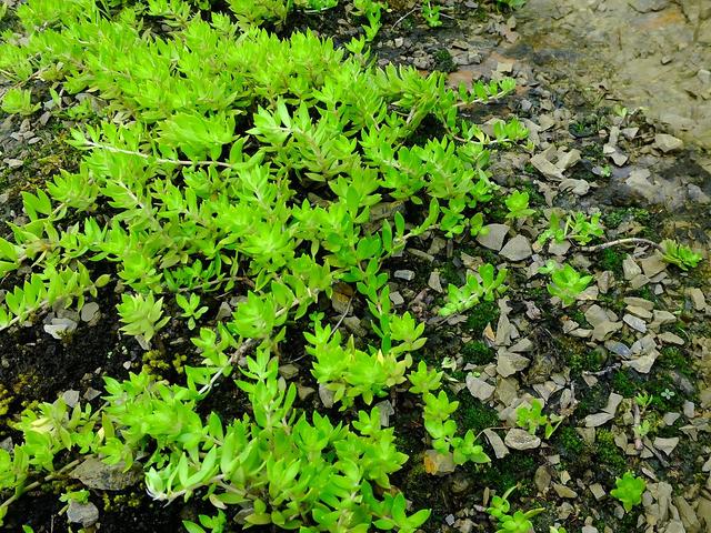 多肉植物——在古代中国