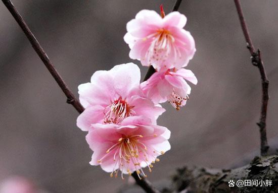 梅花的生长环境和栽种方法