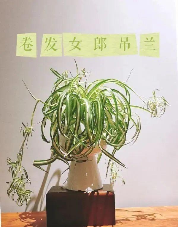 上海小姐姐用“娃娃花盆”养花，走红网络，网友：有趣又优雅