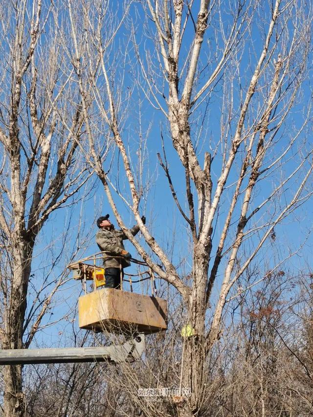 哈市园林春整深入推进，已修剪树木19万株，清理绿地356万平方米
