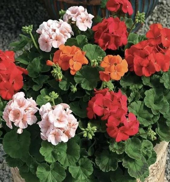 夏天养5种花，选择北阳台，不然“收空盆”！