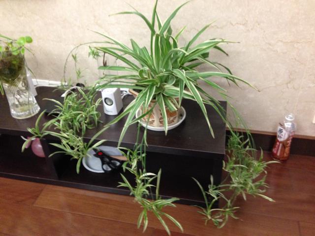 家里养的花别胡乱送人，小心把福气一起送了，损自家，尤其这5种