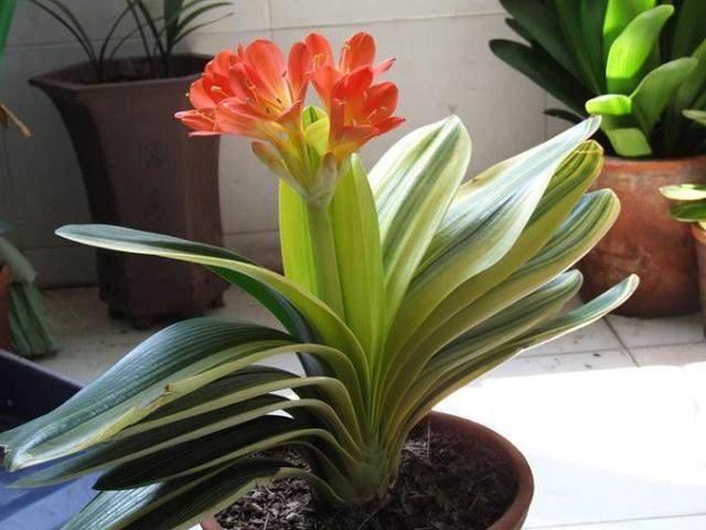 9种花常被人叫“光杆司令”，原来是怕冷给冻得，低于10℃就搬进屋