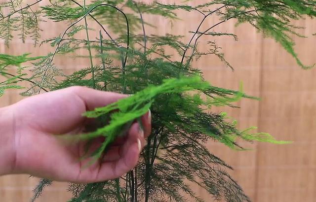 文竹喜欢水吗，应该如何给文竹浇水