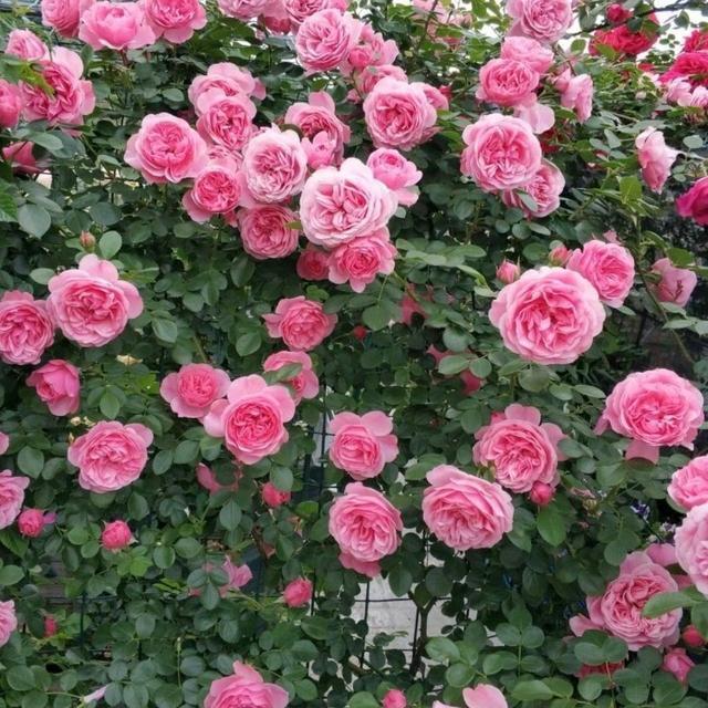 想拥有一面大花墙吗？养一棵“粉达”吧，多季开花，小阳台也能养