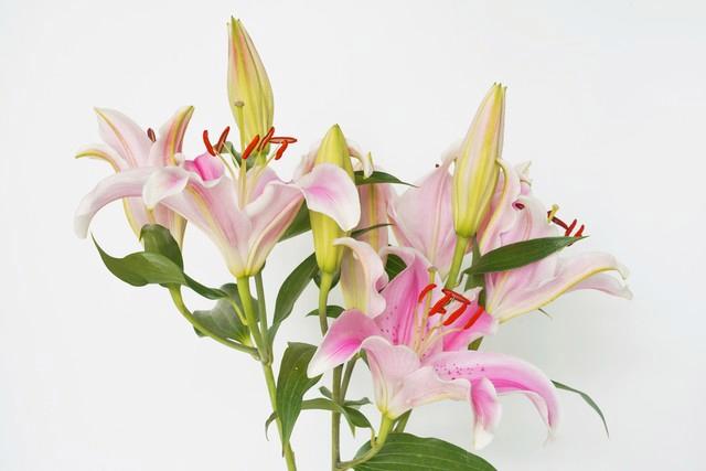 3种“漏财花”再漂亮也不养，不然再勤快也“难富”，越养越穷