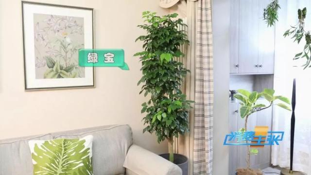 家里养花有啥讲究？这几点要注意